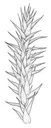 Campyliadelphus polygamus, shoot, dry. Drawn from S.P. Courtney s.n., 20 Dec. 1986, CHR 106653.
 Image: R.C. Wagstaff © Landcare Research 2014 